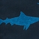 Requins bleus