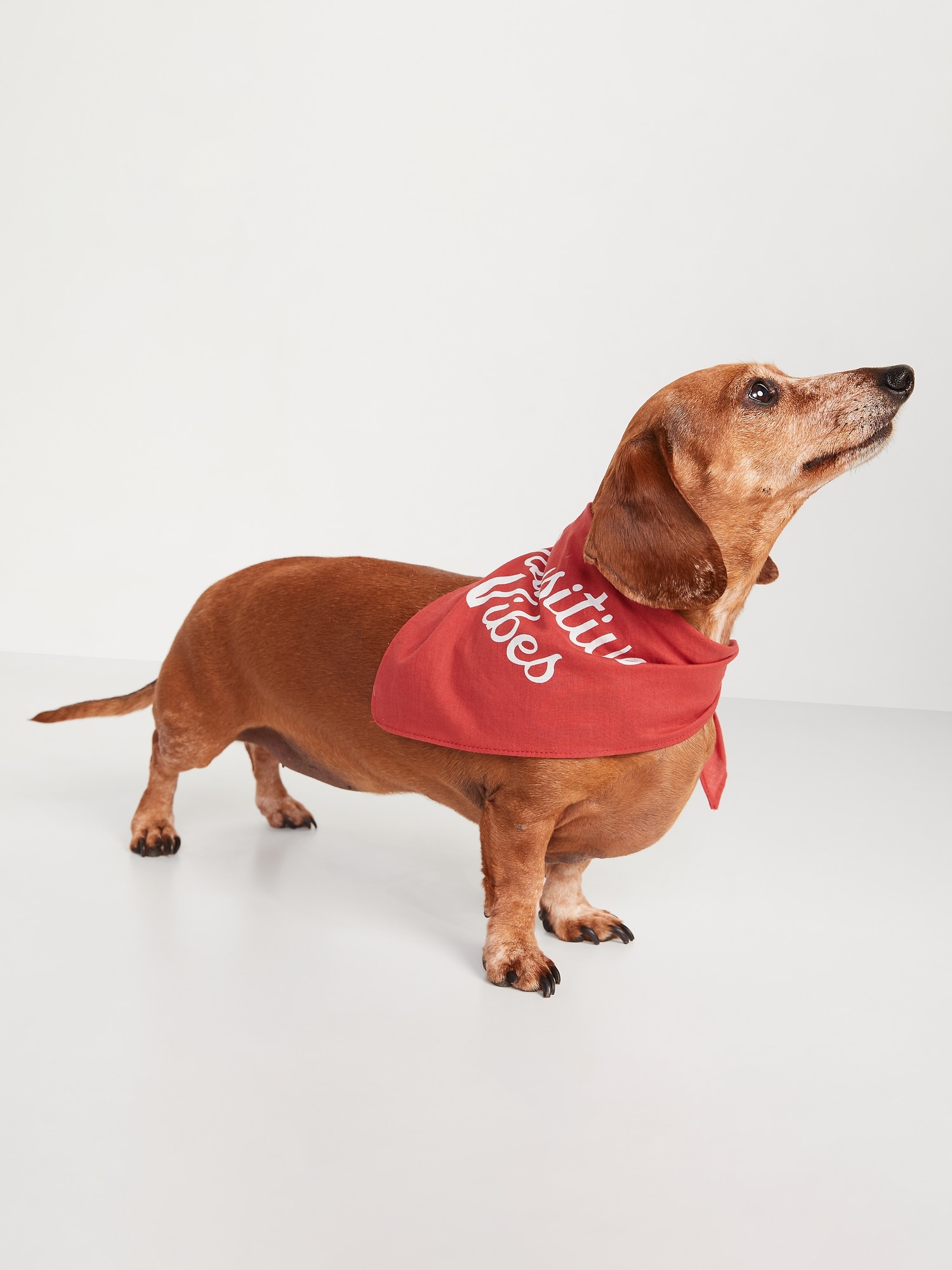 dog bandana old navy